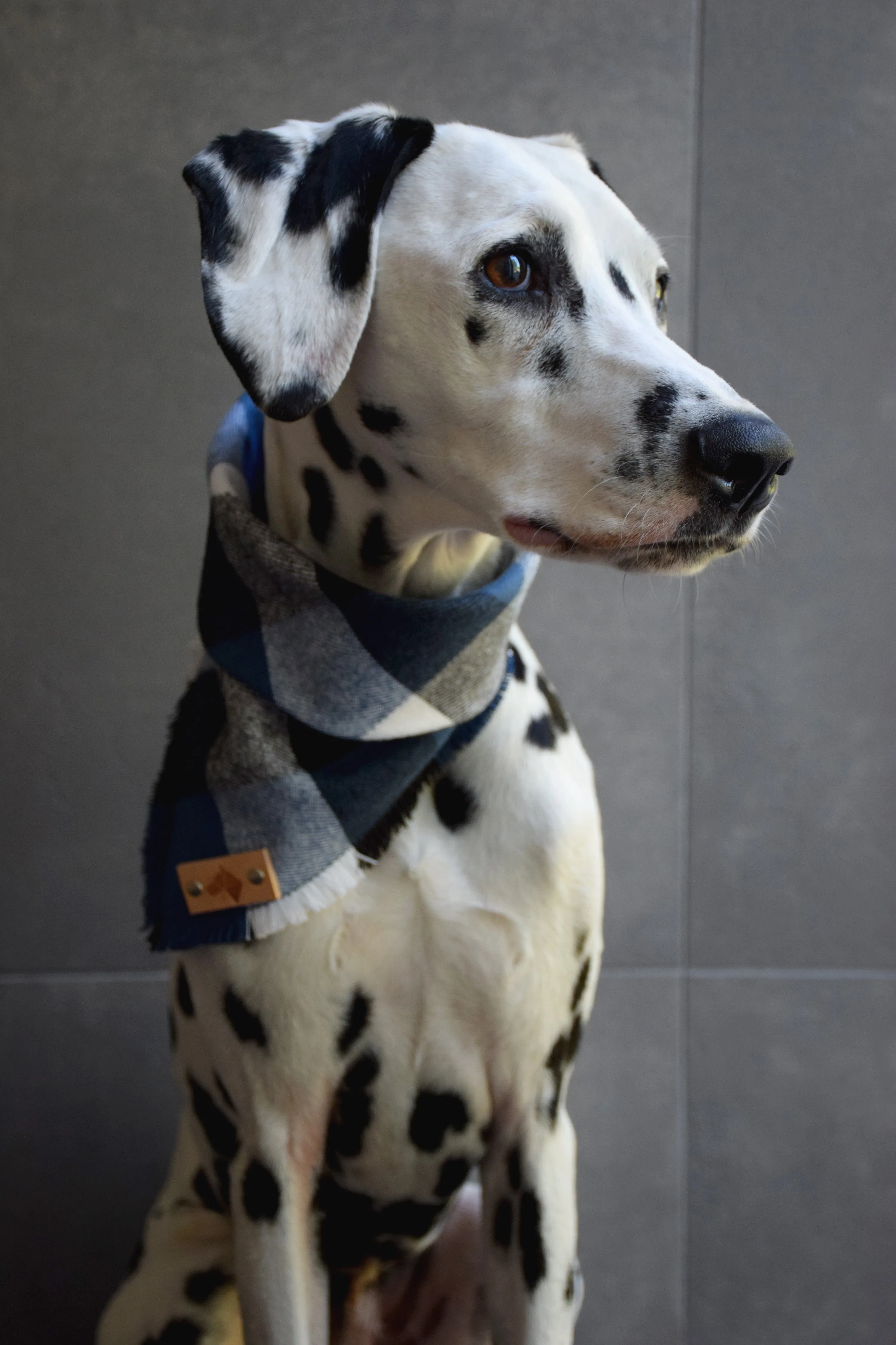 PACIFIC Fringed Flannel Dog Bandana - Snap/Tie On Cotton Scarf